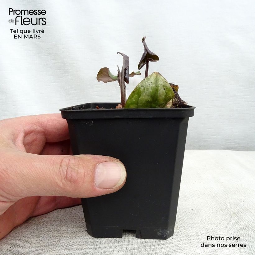 Exemplar von Asarum maximum Ling Ling - Chinesische Haselwurz Kleine Töpfe von 8/9 cm wie im Winter geliefert