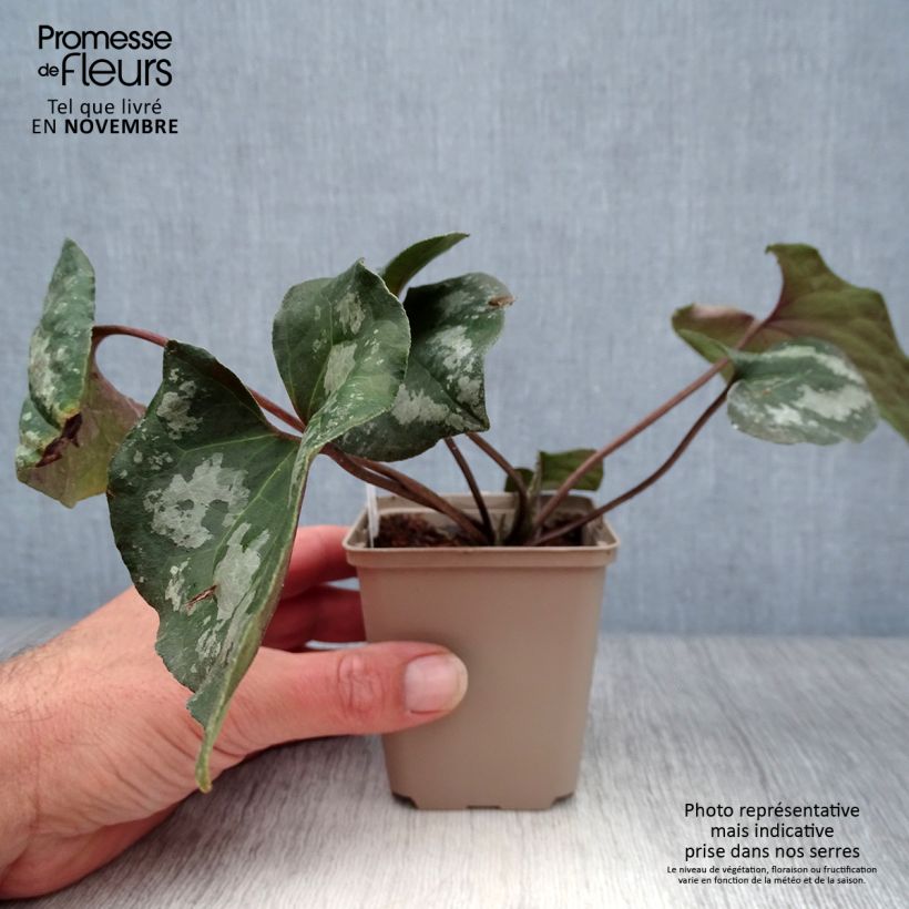 Example of Asarum maximum Ling Ling - Chinesische Haselwurz Kleine Töpfe von 8/9 cm as you get in automne