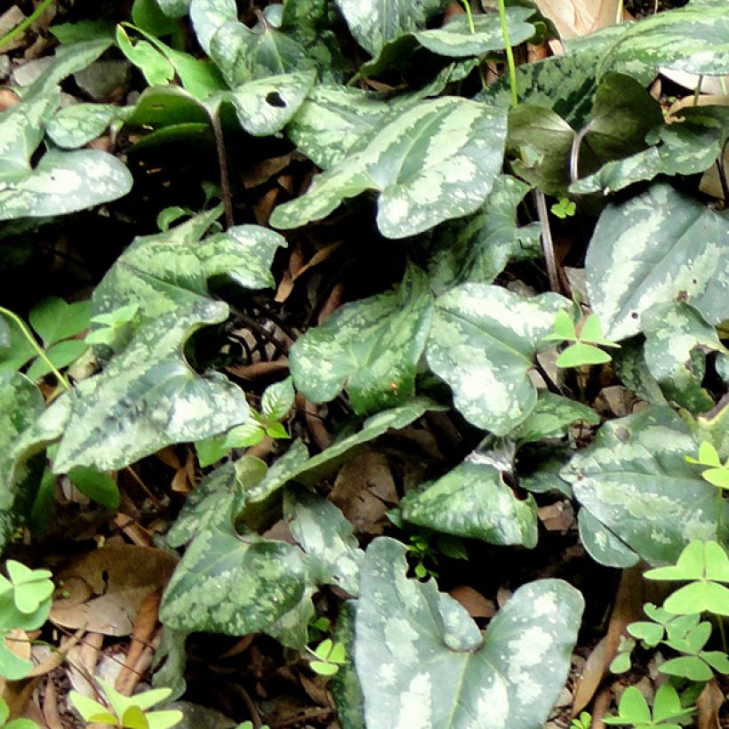 Asarum splendens - Glänzende Haselwurz (Foliage)