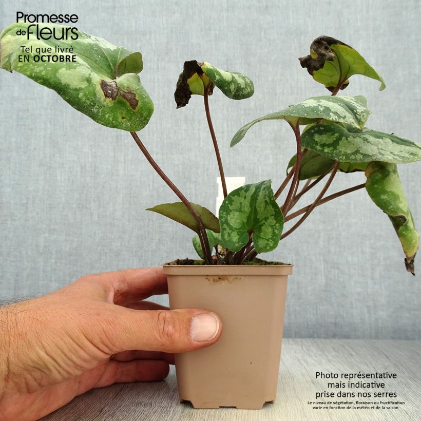 Example of Asarum splendens - Glänzende Haselwurz Kleine Töpfe von 8/9 cm as you get in automne