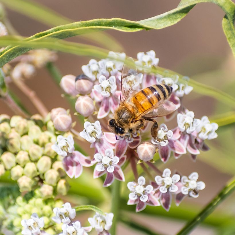 Asclepias fascicularis - Schmalblättrige Seidenpflanze (Flowering)