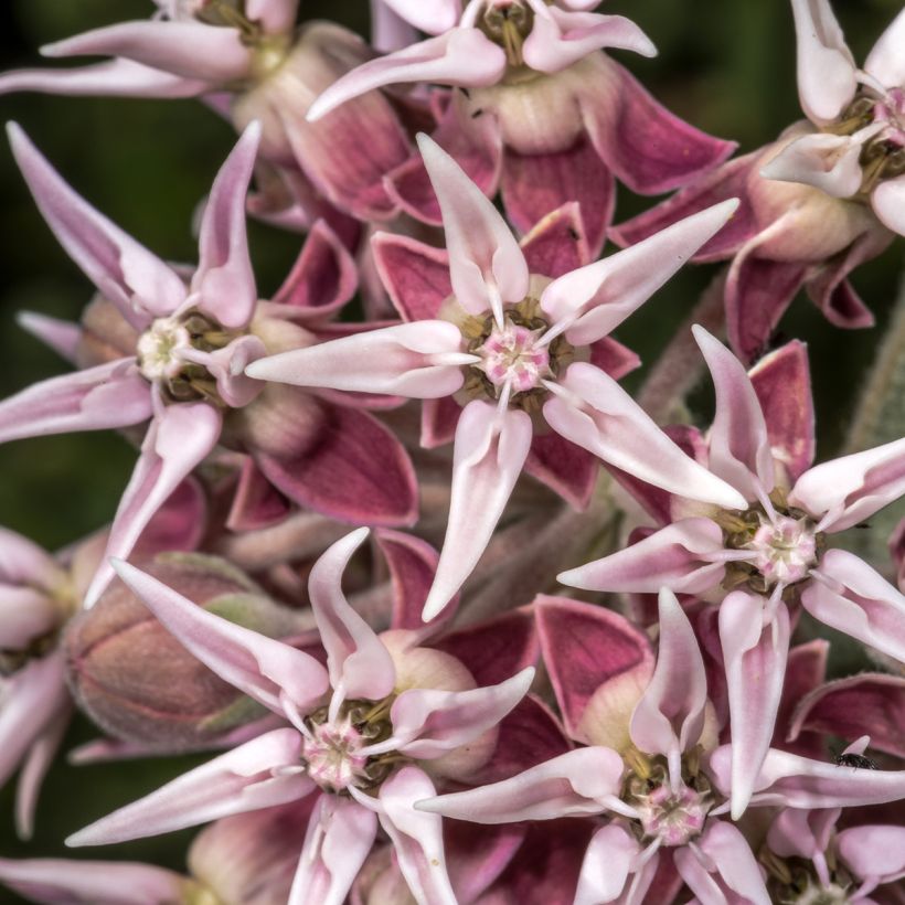 Asclepias speciosa - Prächtige Seidenpflanze (Flowering)