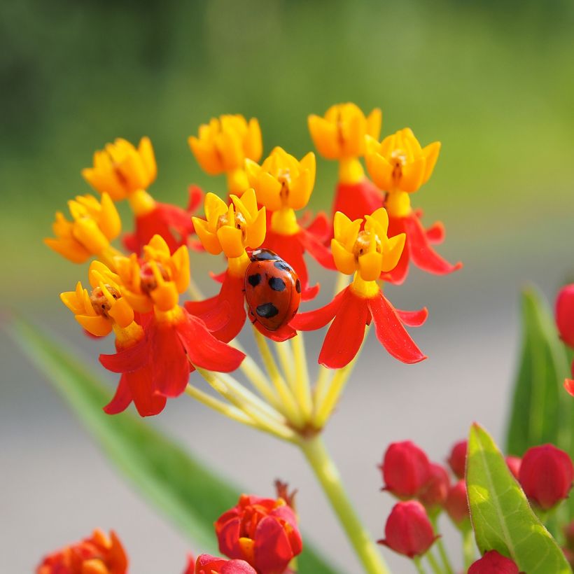 Asclepias curassavica - Curacao-Seidenpflanze (Flowering)