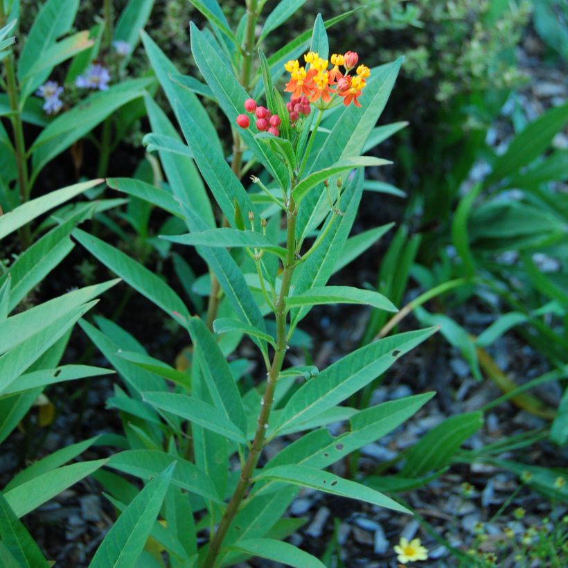Asclepias curassavica - Curacao-Seidenpflanze (Foliage)