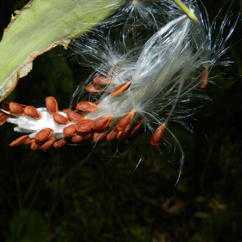 Asclepias curassavica - Curacao-Seidenpflanze (Harvest)