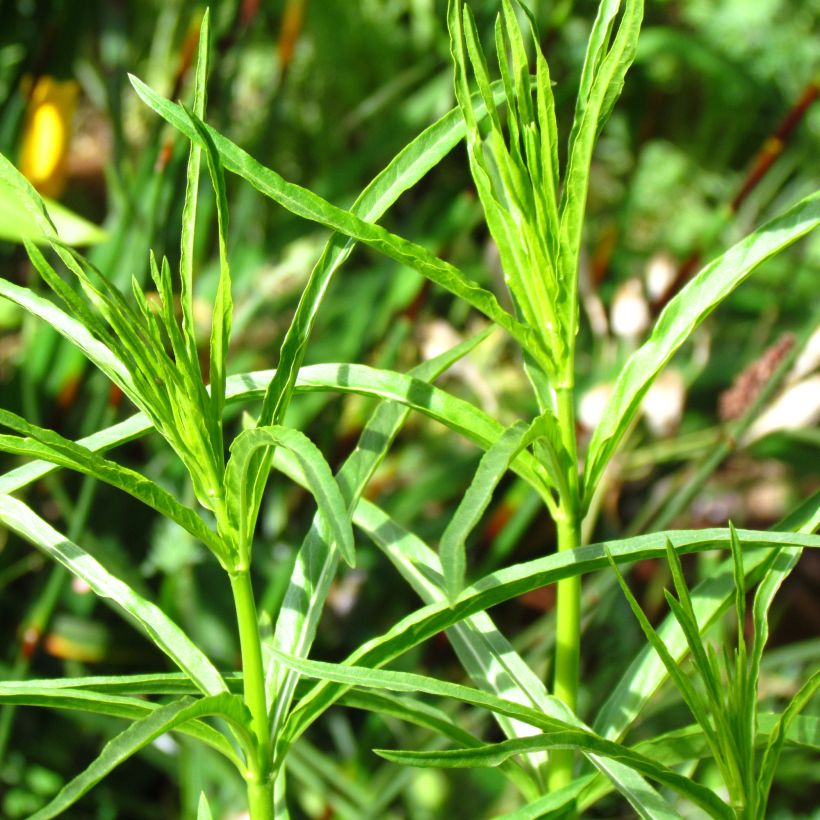 Asclepias fascicularis - Schmalblättrige Seidenpflanze (Foliage)