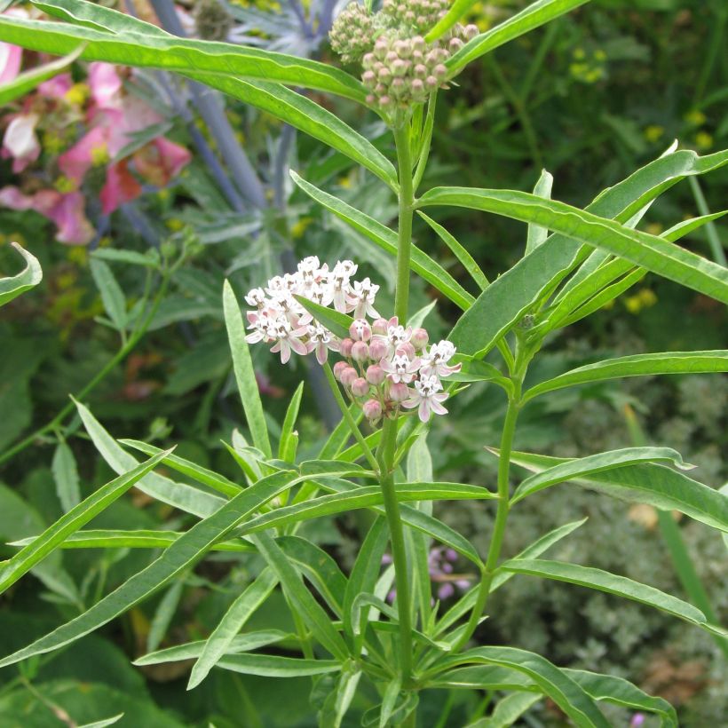 Asclepias fascicularis - Schmalblättrige Seidenpflanze (Plant habit)