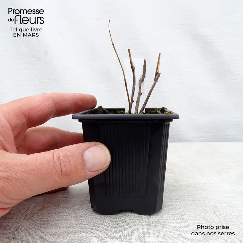 Exemplar von Asclepias incarnata - Rosablühende Seidenpflanze Kleine Töpfe von 8/9 cm wie im Frühjahr geliefert