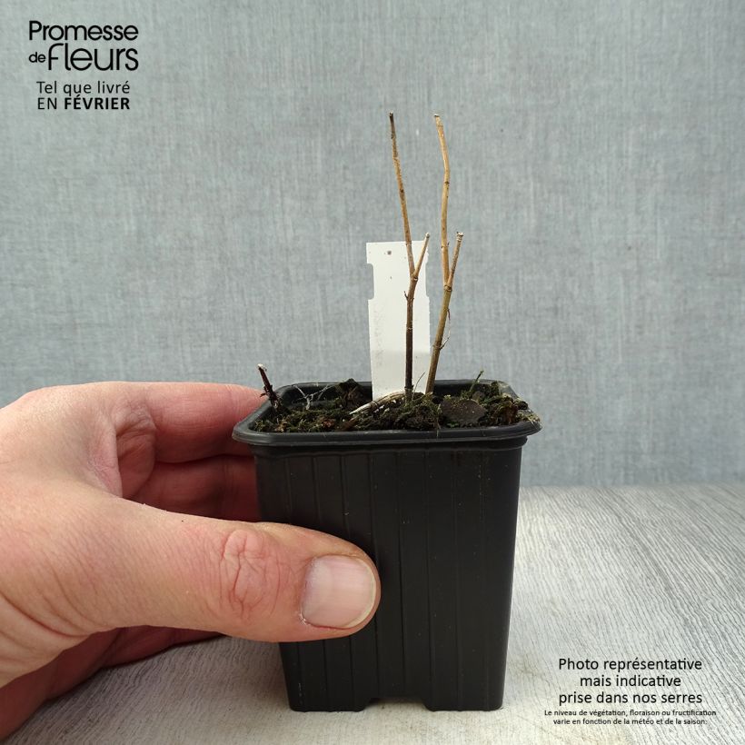 Exemplar von Asclepias incarnata - Rosablühende Seidenpflanze Kleine Töpfe von 8/9 cm wie im Winter geliefert