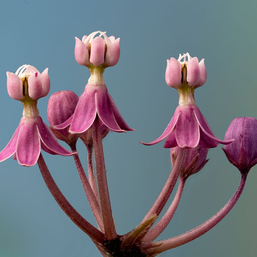 Asclepias incarnata - Rosablühende Seidenpflanze (Flowering)