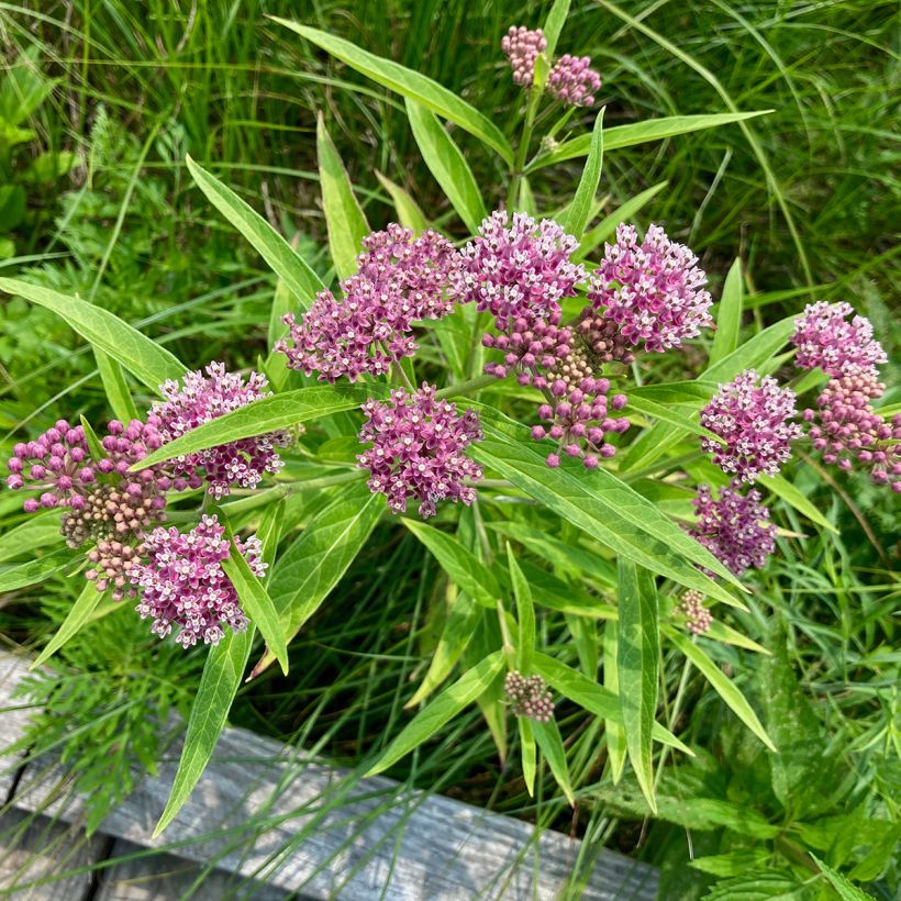 Asclepias incarnata - Rosablühende Seidenpflanze (Plant habit)