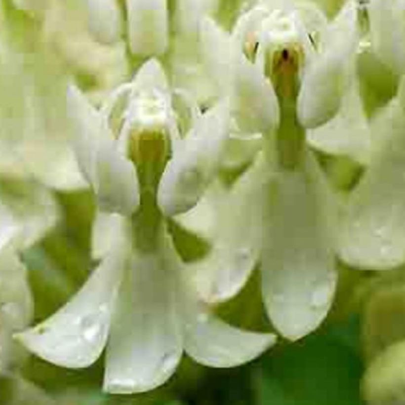 Asclepias incarnata Ice Ballet - Weissblühende Seidenpflanze (Flowering)