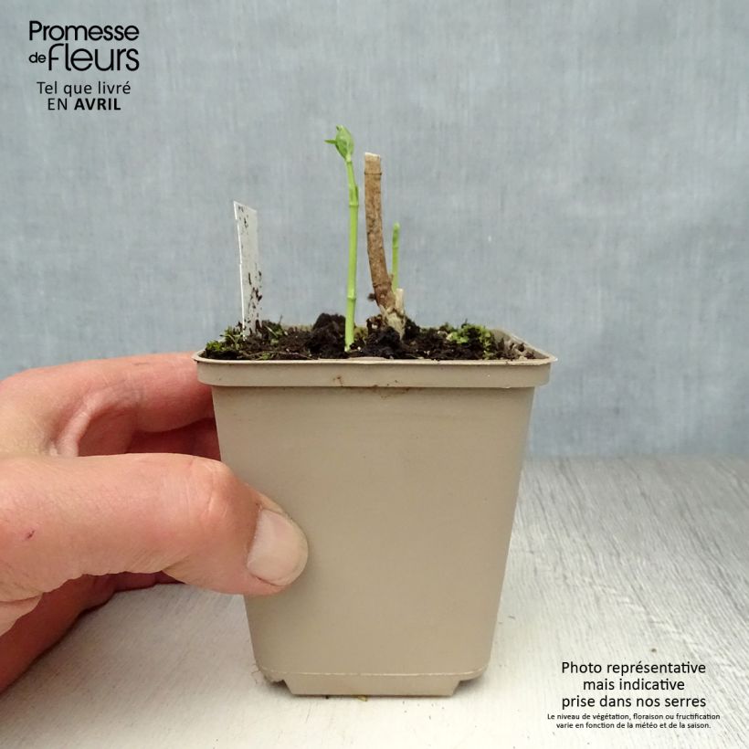 Exemplar von Asclepias incarnata Ice Ballet - Weissblühende Seidenpflanze Kleine Töpfe von 8/9 cm wie im Frühjahr geliefert