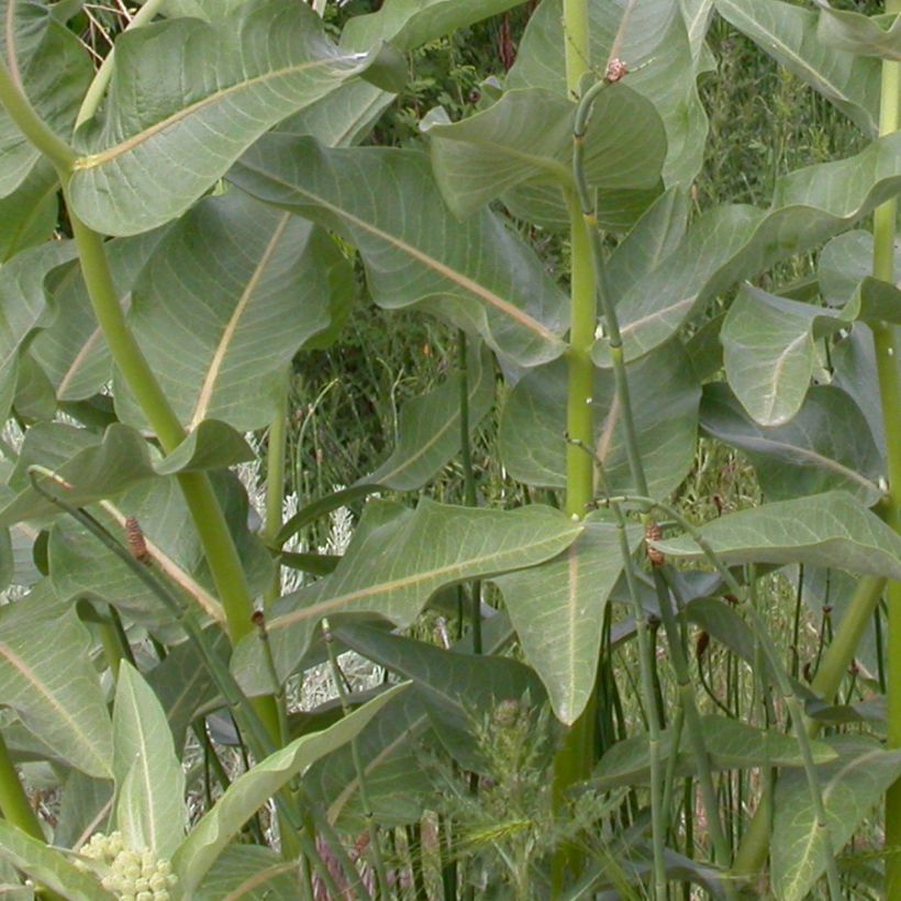 Asclepias speciosa - Prächtige Seidenpflanze (Foliage)