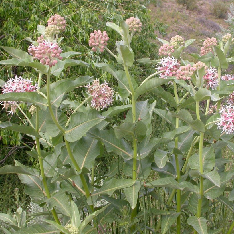 Asclepias speciosa - Prächtige Seidenpflanze (Plant habit)