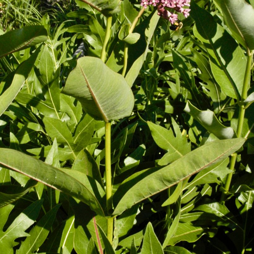 Asclepias sullivantii - Sullivants Seidenpflanze (Foliage)