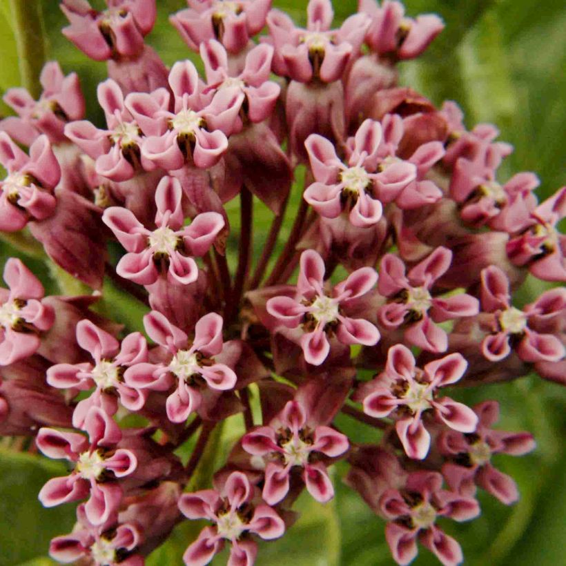 Asclepias sullivantii - Sullivants Seidenpflanze (Flowering)