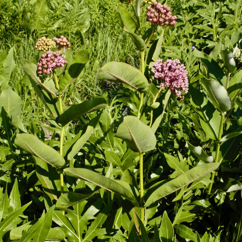 Asclepias sullivantii - Sullivants Seidenpflanze (Plant habit)