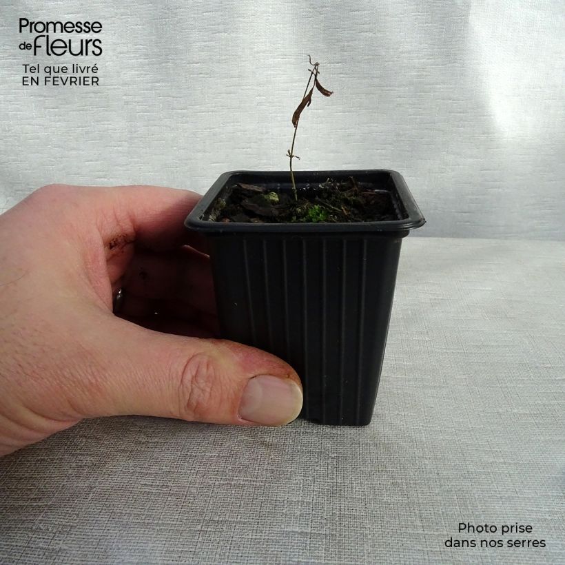 Exemplar von Asclepias tuberosa - Knollige Seidenpflanze Kleine Töpfe von 7/8 cm wie im Winter geliefert