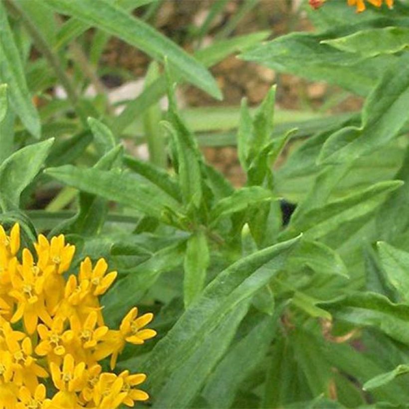 Knollige Seidenpflanze Jaune - Asclepias tuberosa (Foliage)