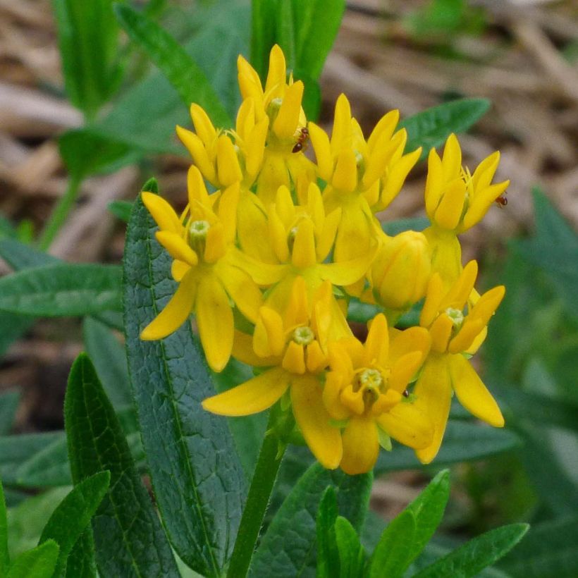 Knollige Seidenpflanze Jaune - Asclepias tuberosa (Flowering)