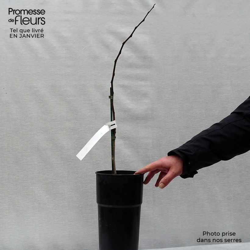 Exemplar von Papau Prima 1216 - Asimina triloba Topf mit 4L/5L wie im Winter geliefert