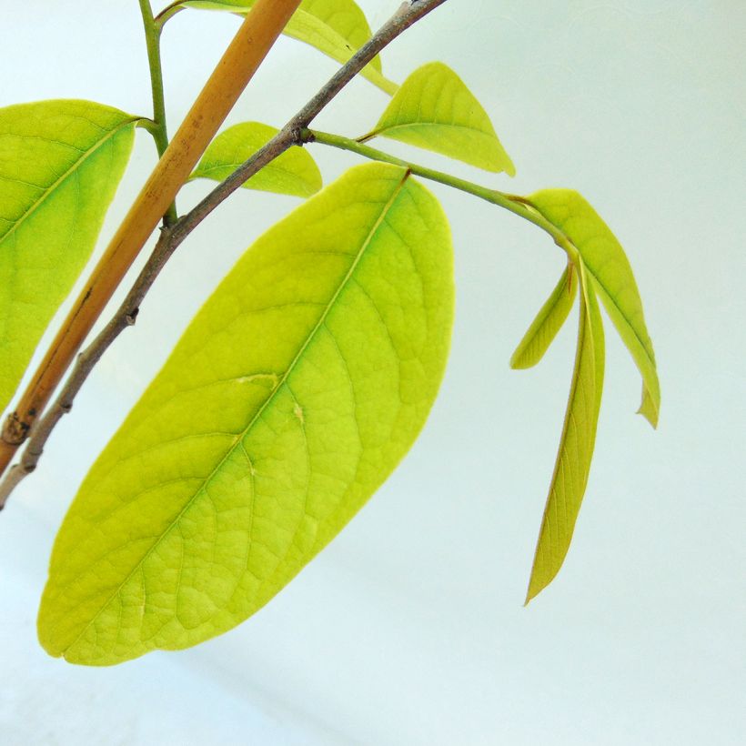 Papau Prima 1216 - Asimina triloba (Foliage)