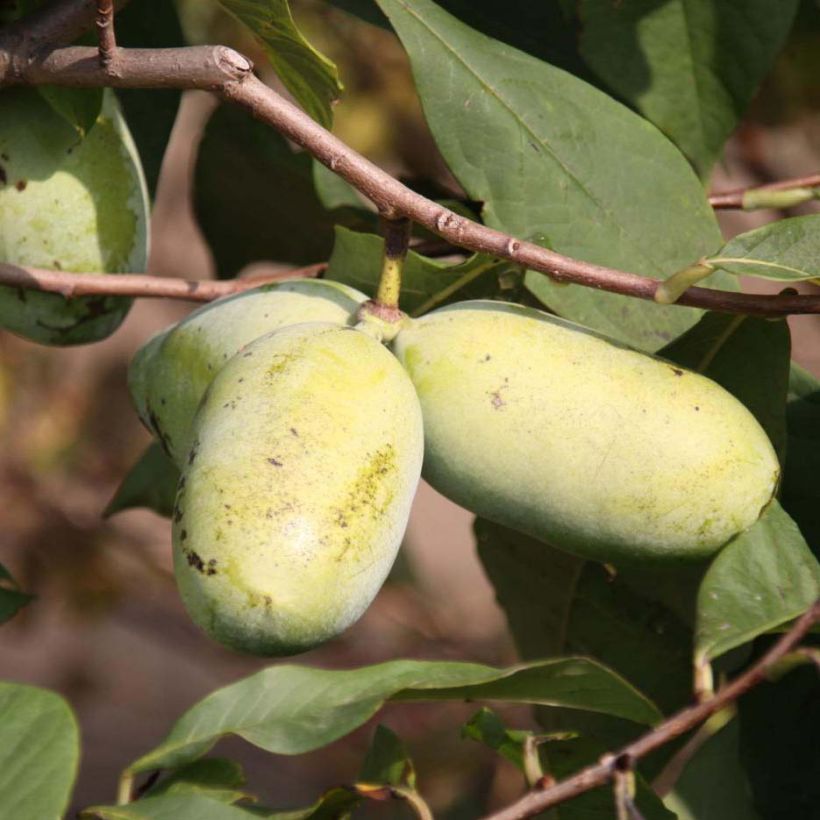 Papau Sunflower - Asimina triloba (Harvest)