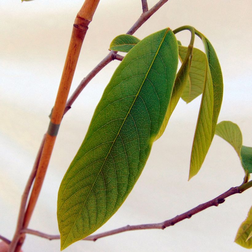 Papau Sunflower - Asimina triloba (Foliage)