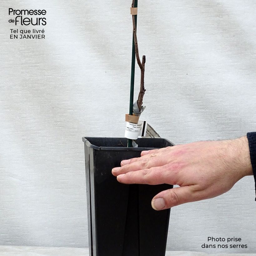 Exemplar von Papau Sunflower - Asimina triloba Topf mit 2L/3L wie im Winter geliefert