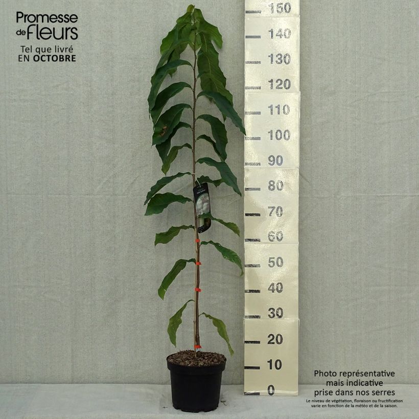 Example of Papau Sunflower - Asimina triloba Topf mit 4L/5L as you get in automne