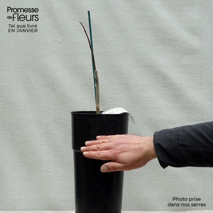 Exemplar von Papau Sunflower - Asimina triloba Topf mit 4L/5L wie im Winter geliefert