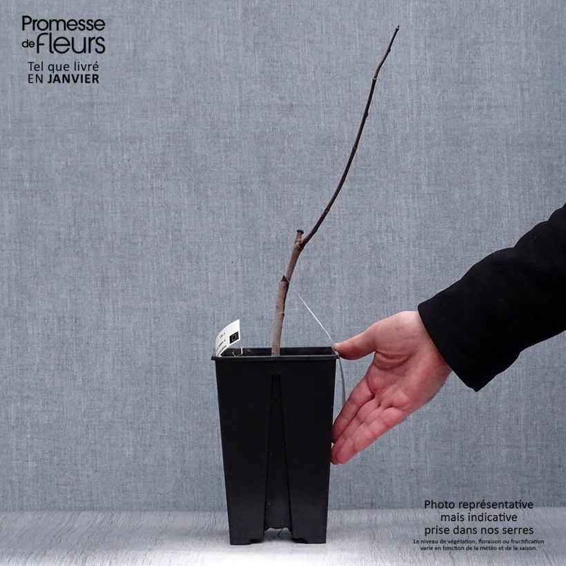 Exemplar von Papau Overlese - Asimina triloba Topf mit 3L/4L wie im Winter geliefert