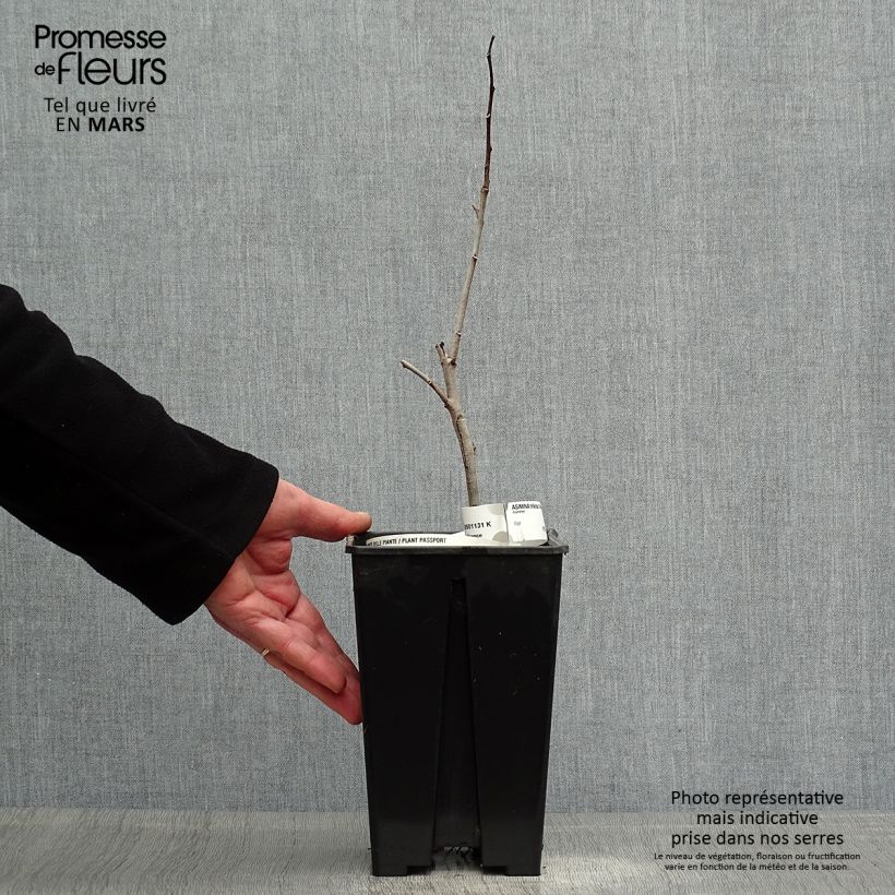 Exemplar von Papau Overlese - Asimina triloba Topf mit 3L/4L wie im Frühjahr geliefert