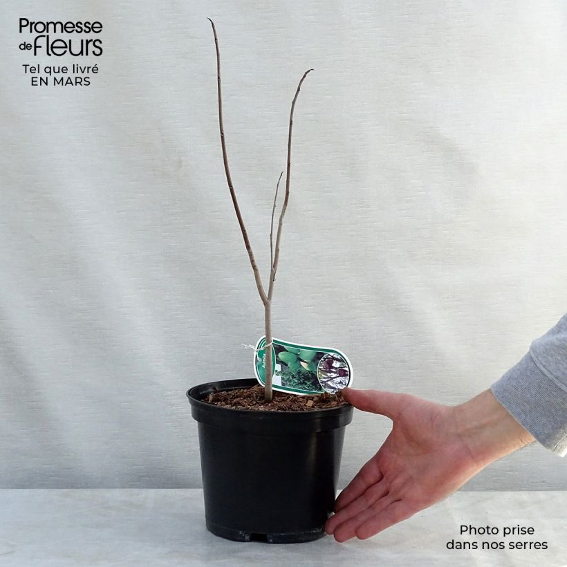 Exemplar von Papau - Asimina triloba Topf mit 2L/3L wie im Frühjahr geliefert