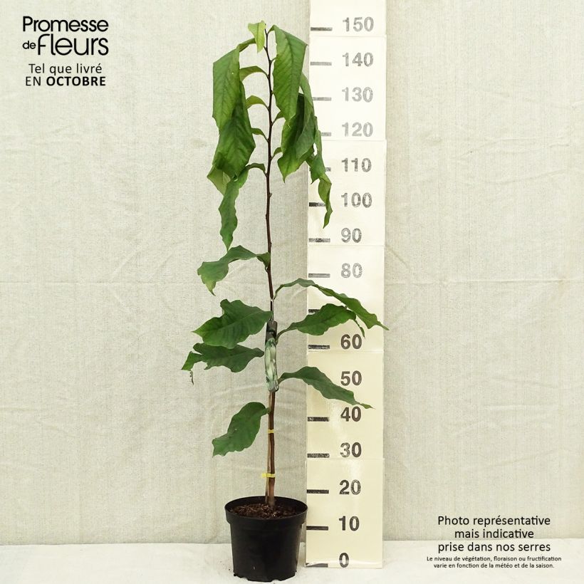 Example of Papau Prolific - Asimina triloba Topf mit 4L/5L as you get in automne