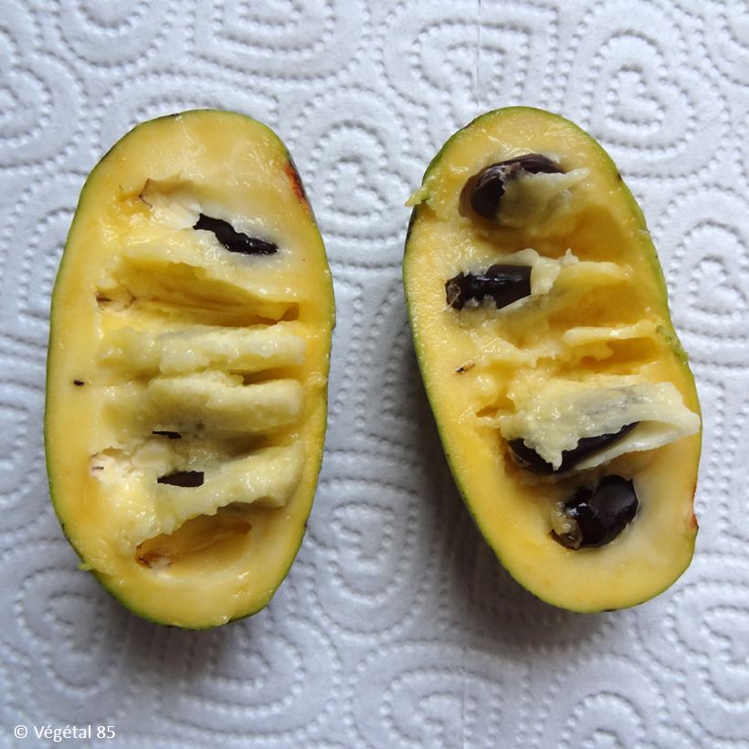 Papau Summer Delight - Asimina triloba (Harvest)