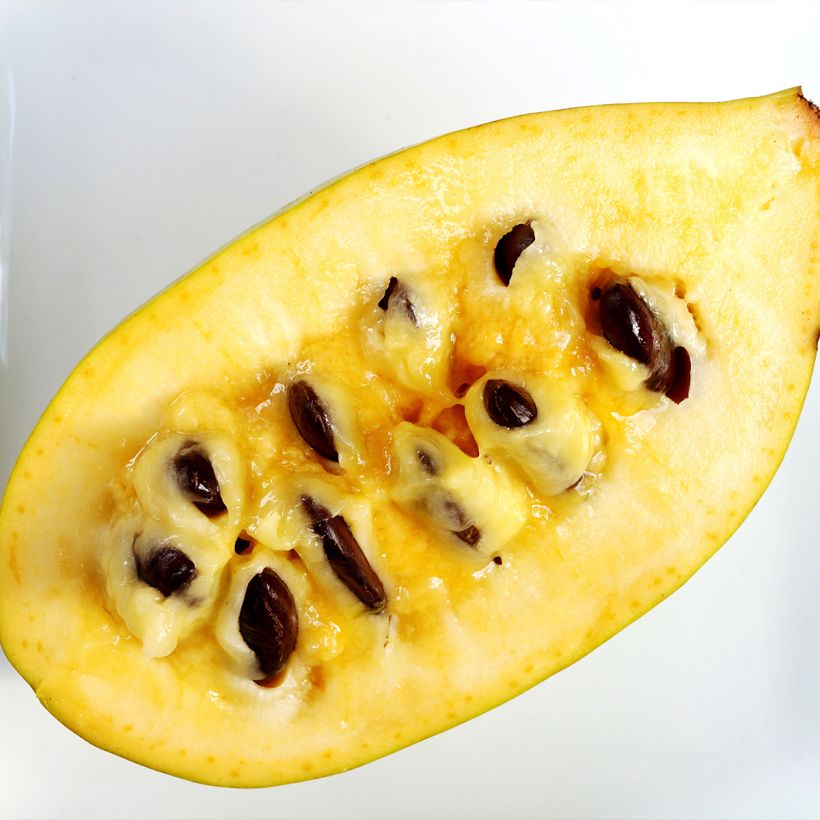 Papau Susquehanna Peterson Pawpaws - Asimina triloba (Harvest)