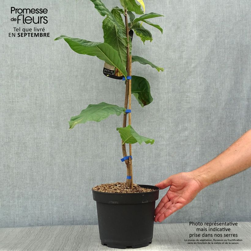 Example of Papau Susquehanna Peterson Pawpaws - Asimina triloba Topf mit 3L/4L as you get in automne