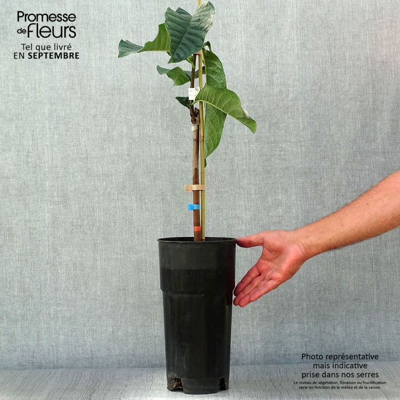 Example of Papau Shenandoah - Asimina triloba Topf mit 3L/4L as you get in automne