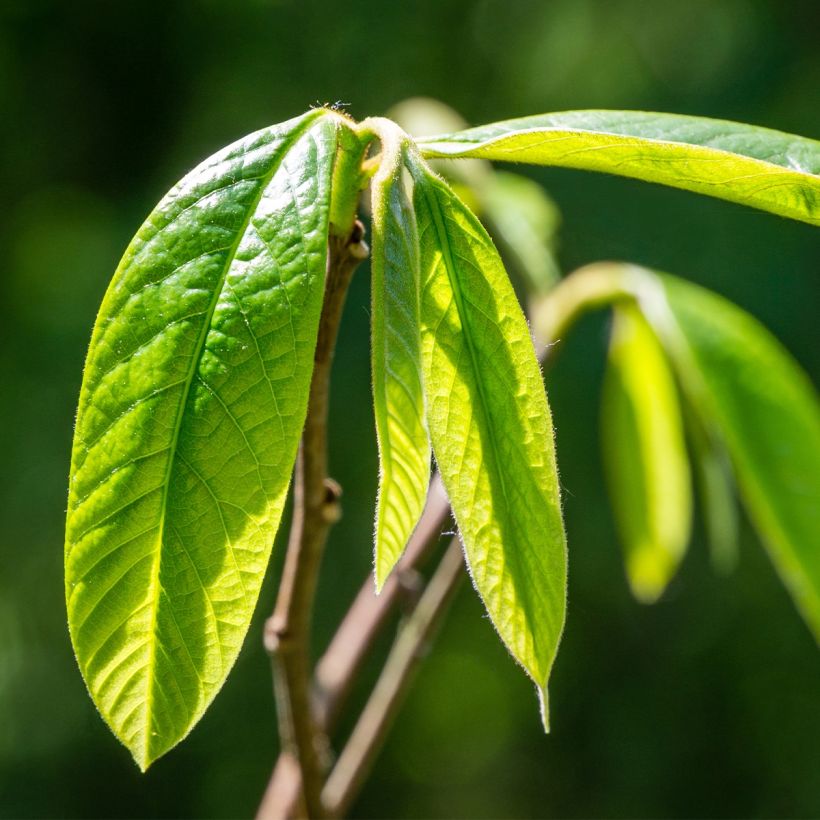 Papau Wells - Asimina triloba (Foliage)