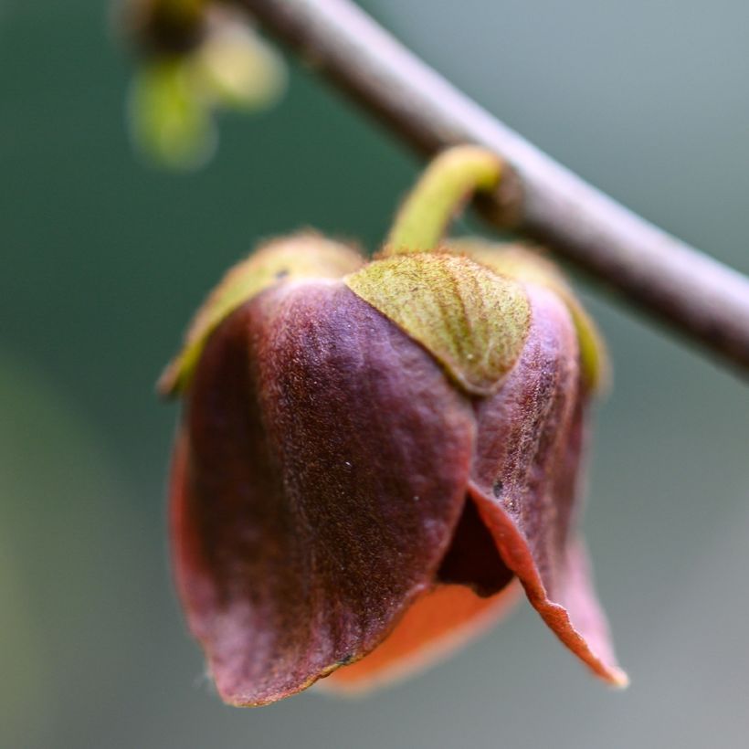 Papau Wells - Asimina triloba (Flowering)