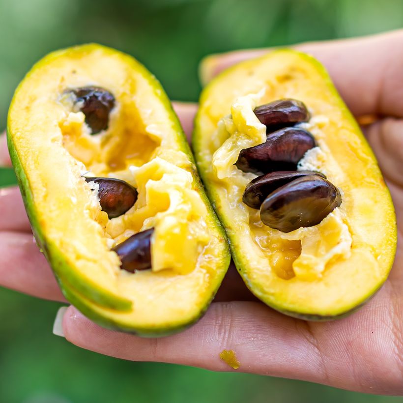 Papau Wells - Asimina triloba (Harvest)