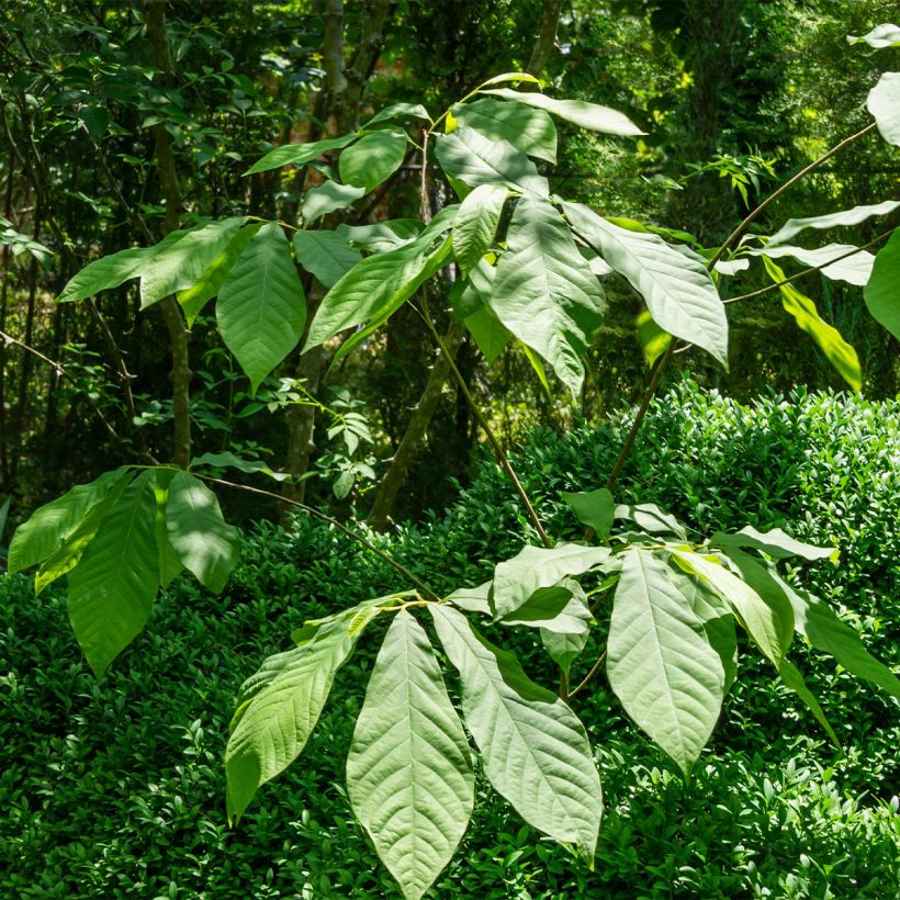 Papau Wells - Asimina triloba (Plant habit)