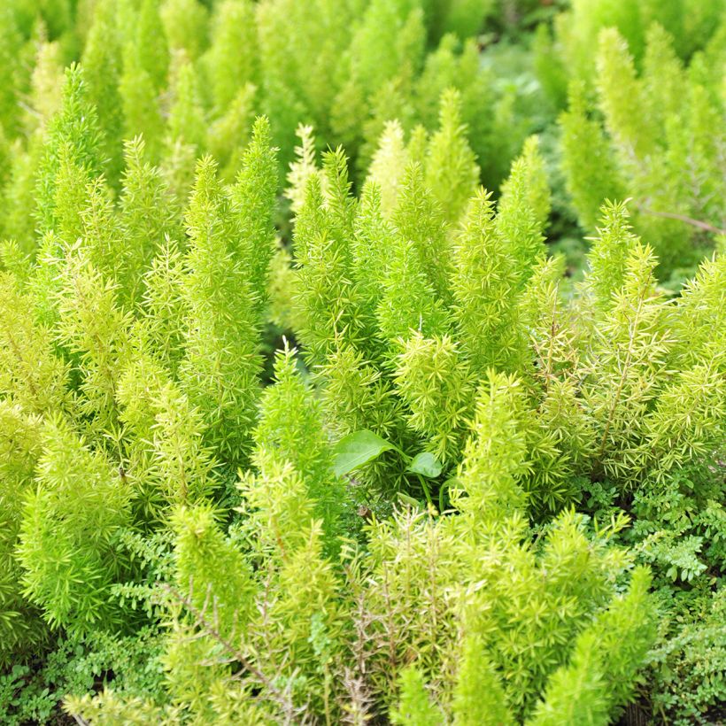Asparagus densiflorus var. meyeri - Meyers Zierspargel (Foliage)