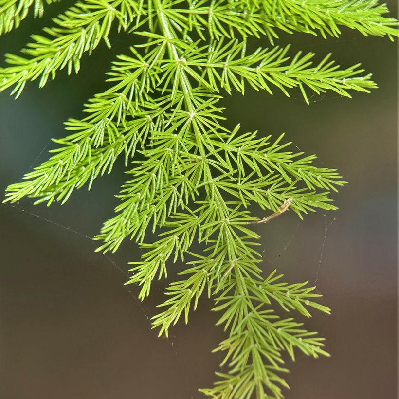 Asparagus plumosus - Feder-Spargel (Foliage)