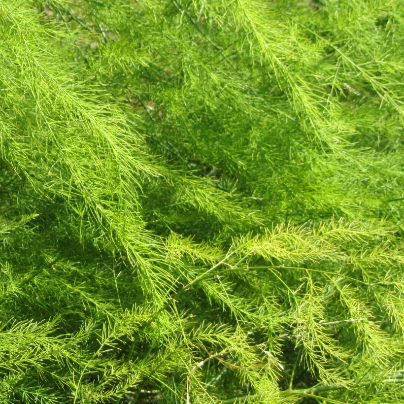Asparagus pseudoscaber Spitzenschleier - Zierspargel (Foliage)