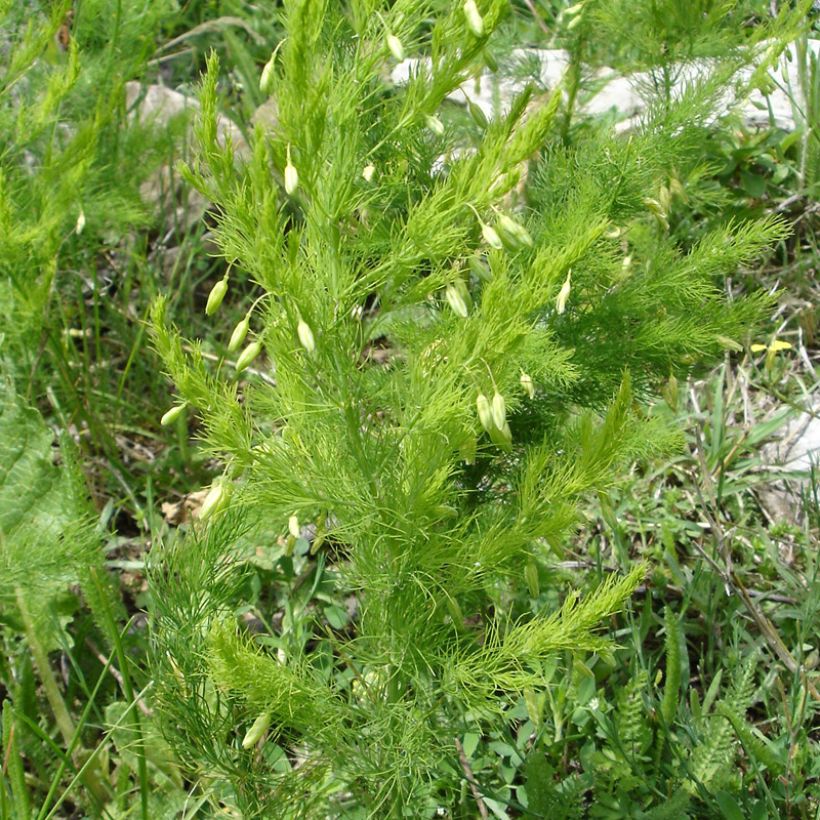 Asparagus pseudoscaber Spitzenschleier - Zierspargel (Plant habit)