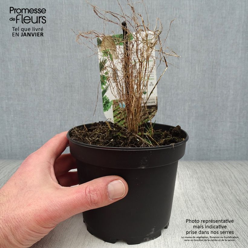 Example of Spargel Mary Washington - Asparagus officinalis Topf mit 1,5L/2L as you get in hiver