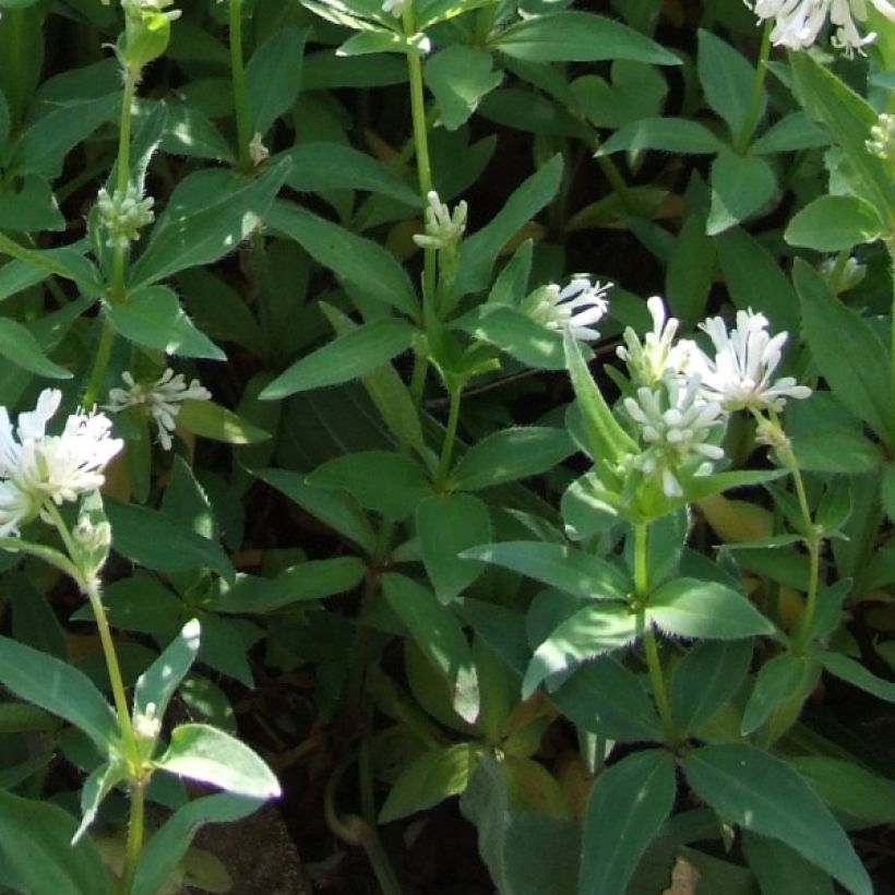 Asperula taurina - Turiner Meister (Foliage)